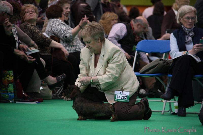 Crufts2011_2 979.jpg